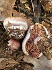 Cortinarius lilacinus