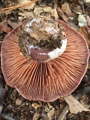 Cortinarius lilacinus