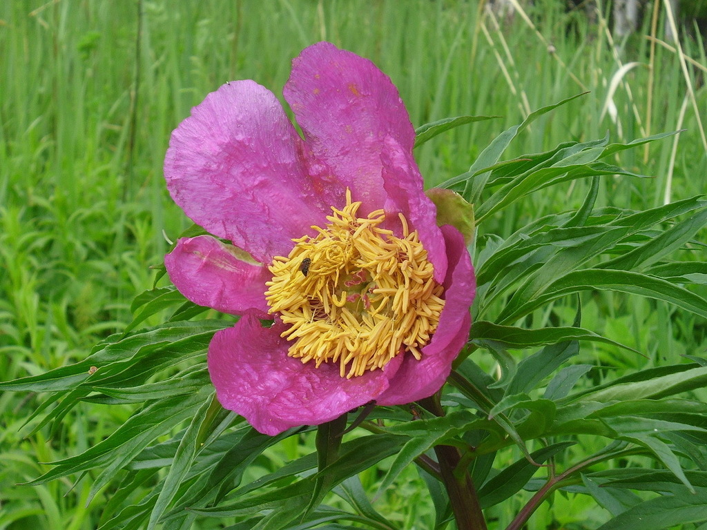 anomalous peony (Paeonia anomala)  iNaturalist