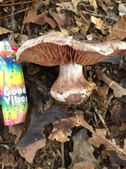 Cortinarius lilacinus