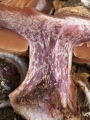 Cortinarius lilacinus