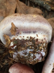 Cortinarius lilacinus