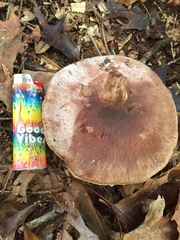 Cortinarius lilacinus