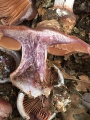 Cortinarius lilacinus