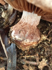 Cortinarius lilacinus