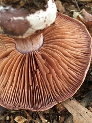 Cortinarius lilacinus