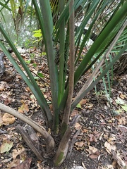 Sabal mexicana