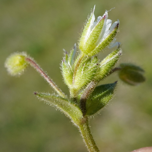 European chickweed (Cerastium pumilum)