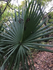Sabal mexicana