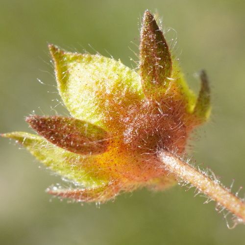 Spring cinquefoil (Potentilla pusilla)