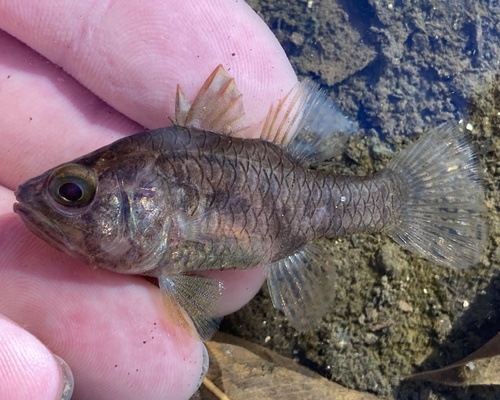 Bay cardinalfish (Foa brachygramma) — Apogonidae