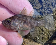 Weed Cardinalfish photo 2