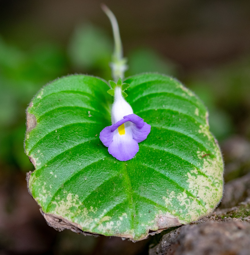 Cày ri ta tím – Microchirita lavandulacea