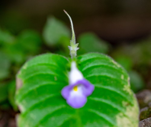 Microchirita lavandulacea, photograph 6