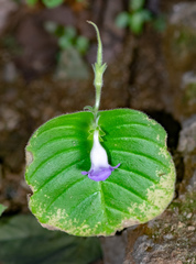 Microchirita lavandulacea