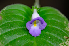 Microchirita lavandulacea