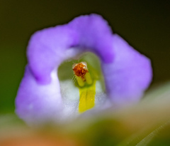 Microchirita lavandulacea