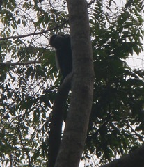 Colobus angolensis
