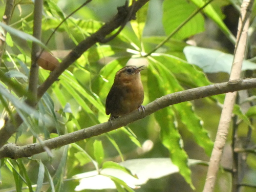 Rufous-browed Wren (Troglodytes rufociliatus), photo 2