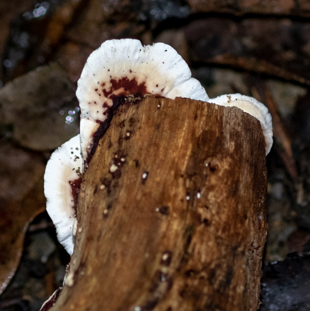 Earliella scabrosa · November 2018 · photo: © shawnodonnell (iNaturalist, cc0)