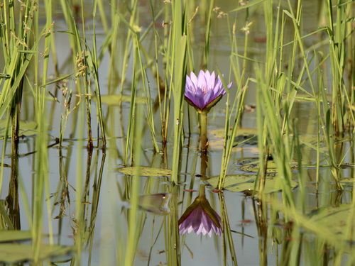 Nymphaea nouchali image