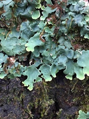 Ricasolia quercizans