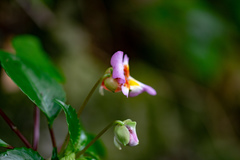 Impatiens bonii