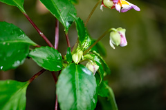 Impatiens bonii