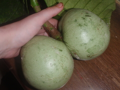 Tabernaemontana pachysiphon