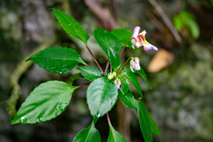 Impatiens bonii
