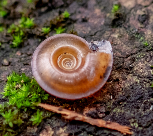 Trochomorphidae