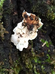 Ricasolia quercizans