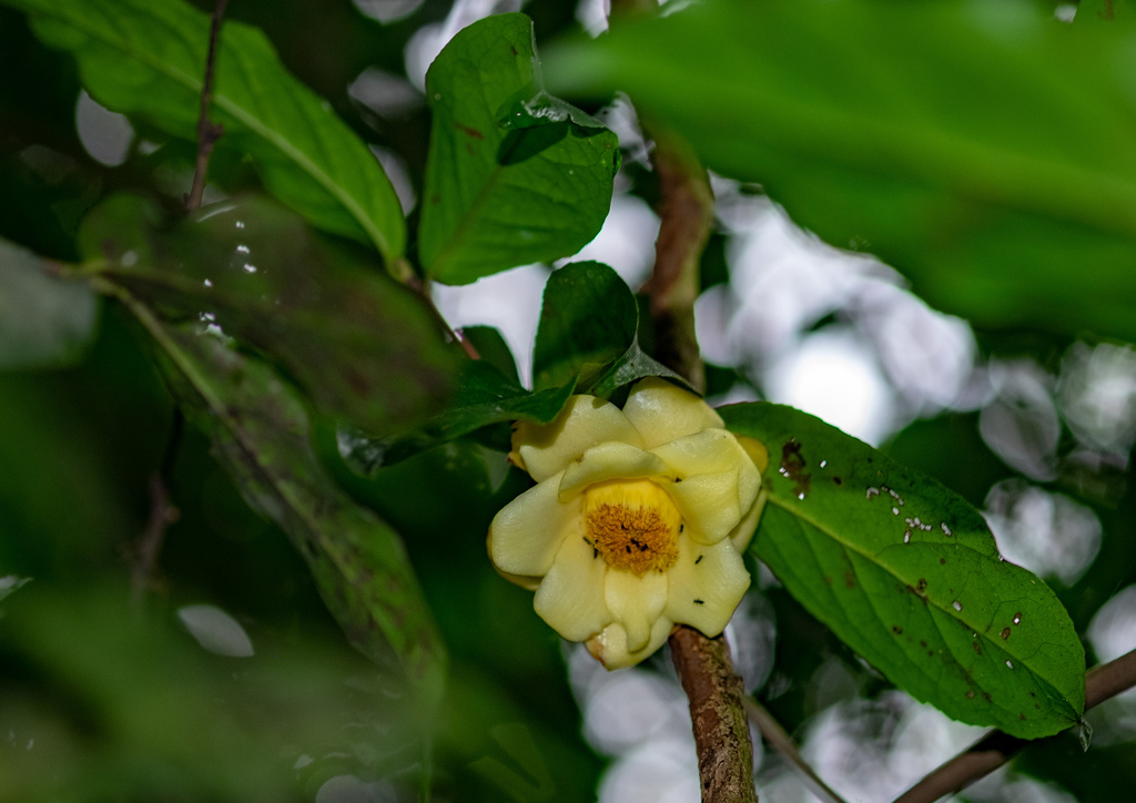 Camellias (genus)