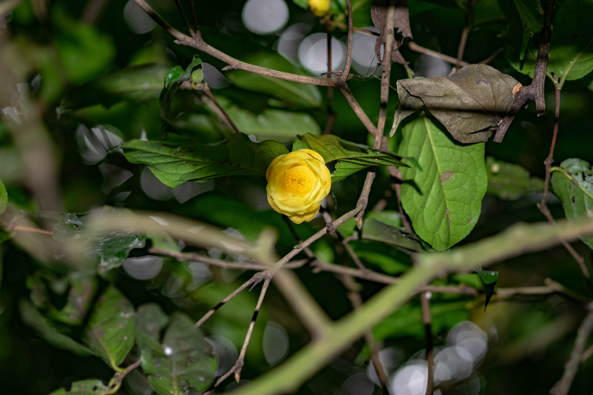 Camellia flava — ảnh 2