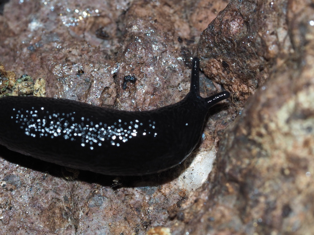 black mantleslug