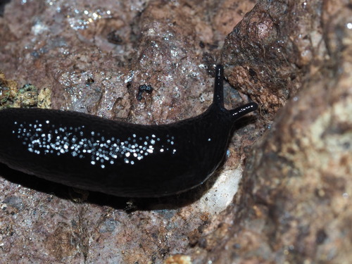 black mantleslug