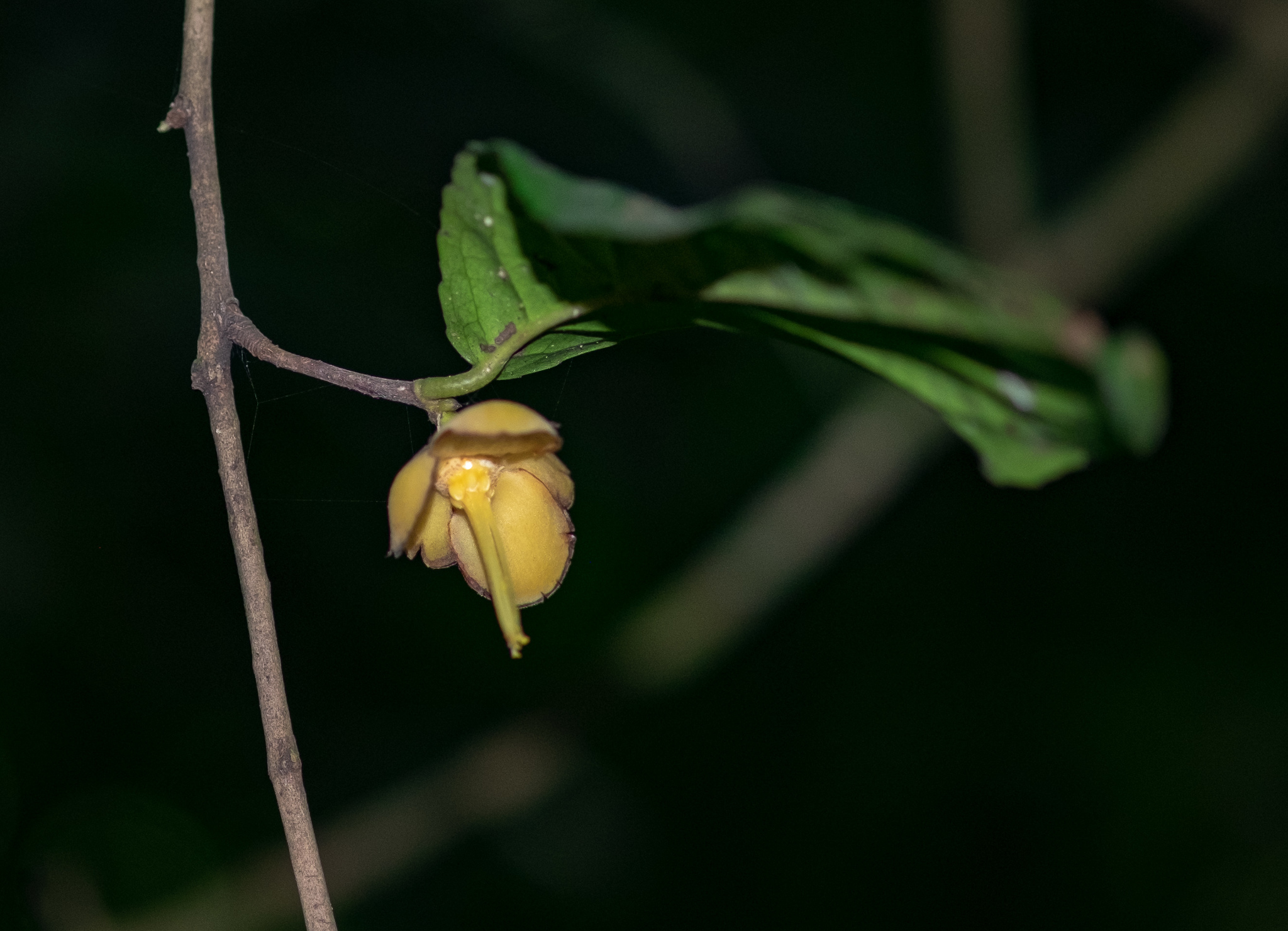 Camellia flava — ảnh 3