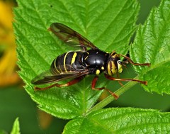 Spilomyia diophthalma