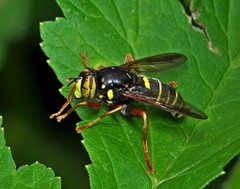 Spilomyia diophthalma