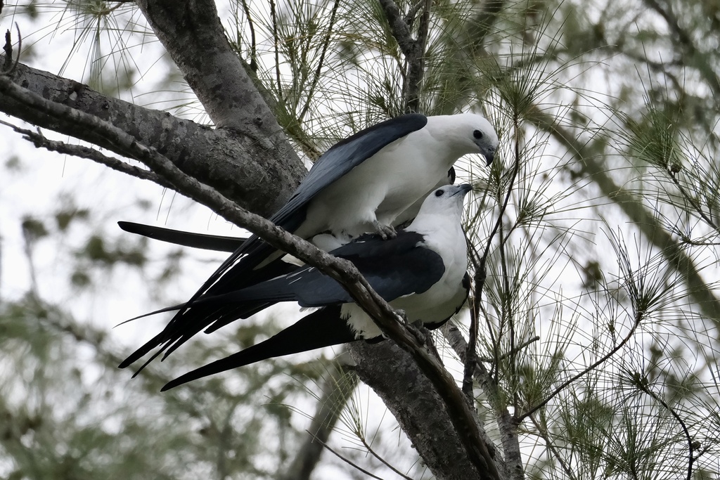Swallow-tailed Kite