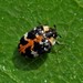 Common Carpet Beetle - Photo (c) Andrei, some rights reserved (CC BY-NC), uploaded by Andrei