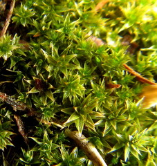 Didymodon xanthocarpus