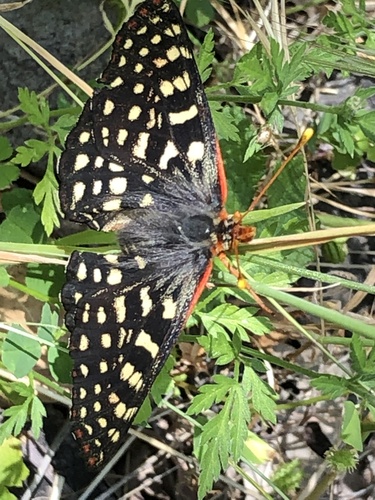 iNaturalist observation photo of Variable Checkerspot