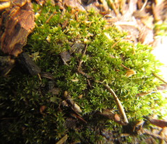 Didymodon xanthocarpus
