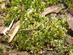 Didymodon xanthocarpus