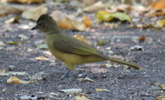 Chlorocichla flaviventris