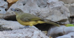 Chlorocichla flaviventris