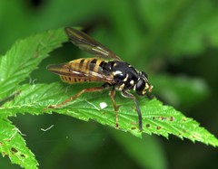 Temnostoma vespiforme
