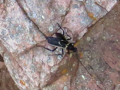 Pepsis decorata