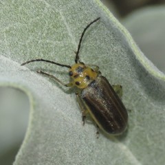 Trirhabda geminata